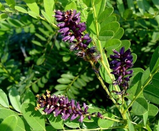 如何准确把握苗木品种更替的周期性，赢取最大收益？