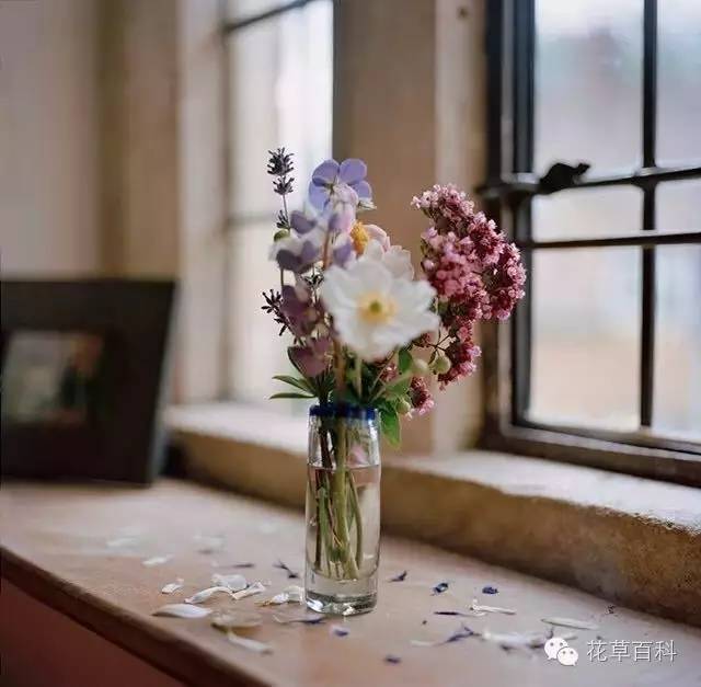 5步，让瓶中鲜花绽放更持久
