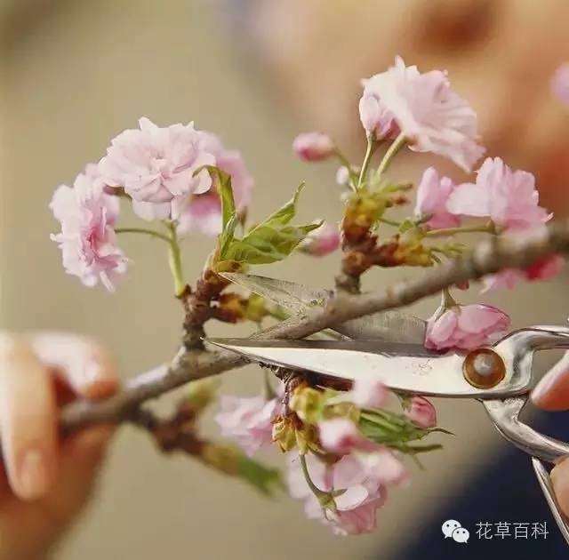 5步，让瓶中鲜花绽放更持久