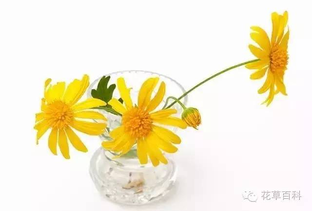 5步，让瓶中鲜花绽放更持久