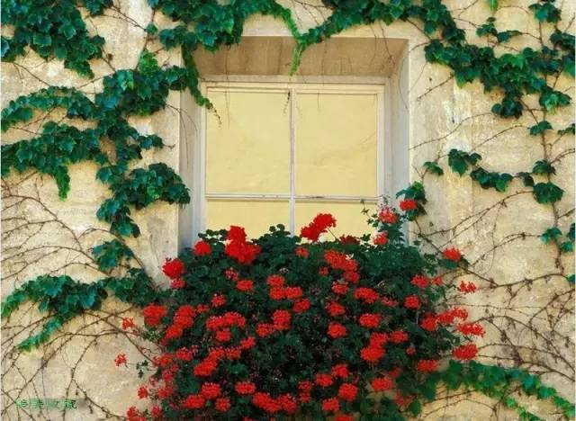 风情万种的世界各地门窗花卉欣赏