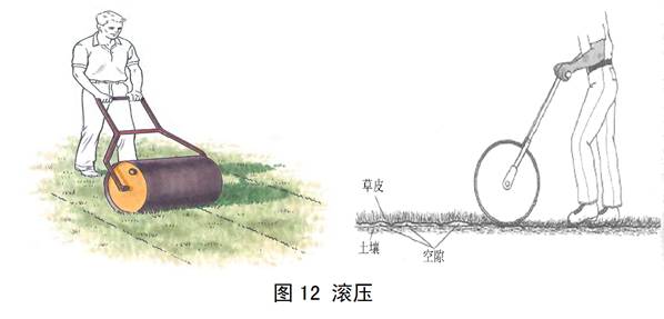 绿城草坪营造全过程大揭秘