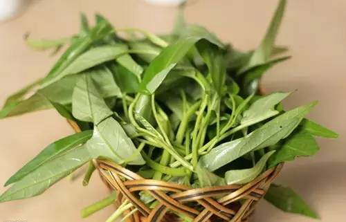 几种适合在阳台上种的菜