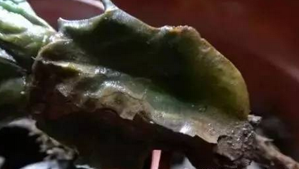 叶片发黄、发软、发蔫？有可能是烂根！