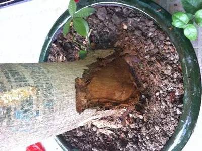 叶片发黄、发软、发蔫？有可能是烂根！