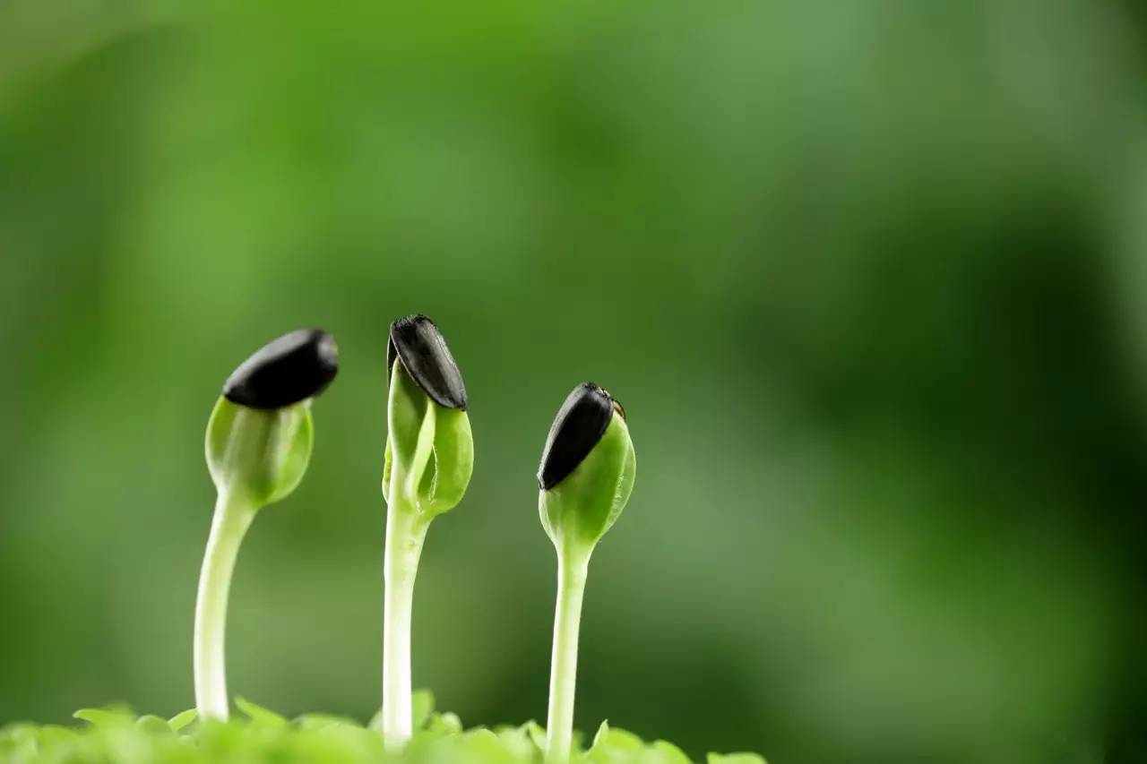 播种前种子的处理