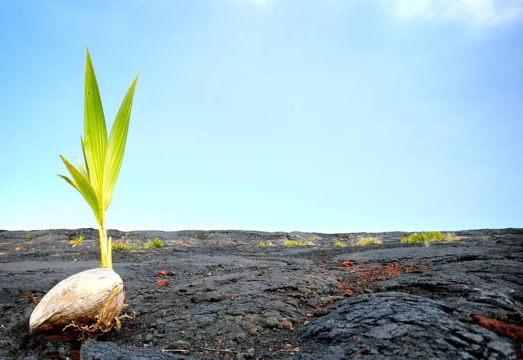 播种前种子的处理