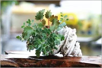 养花总是不开花？