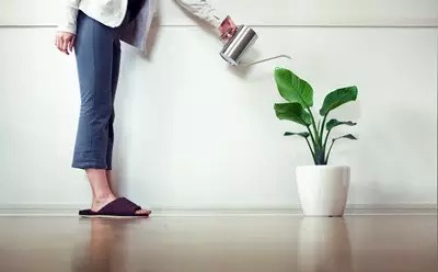 养花总是不开花？