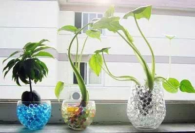 养花总是不开花？