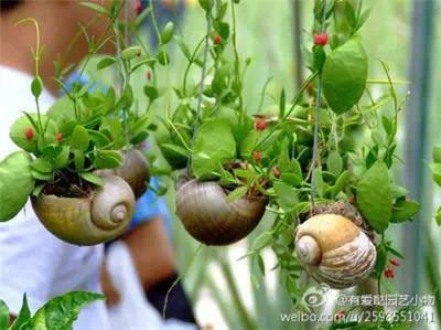 养花总是不开花？