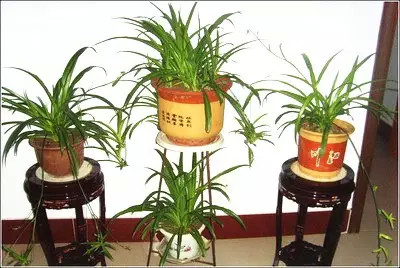 养花总是不开花？