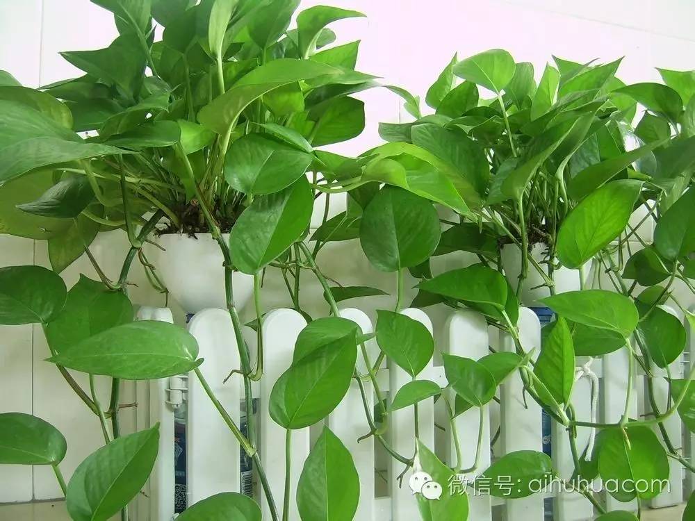 喜半阴的二十种植物
