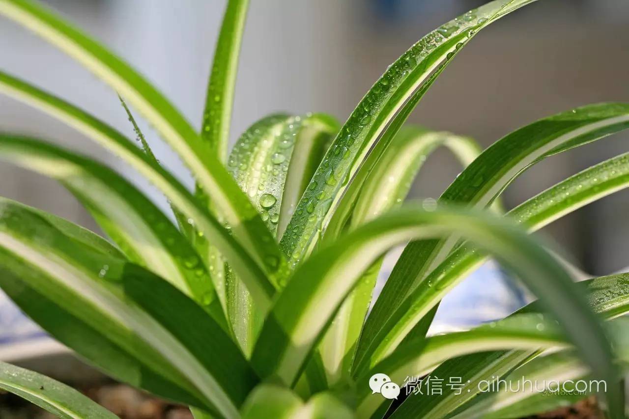 喜半阴的二十种植物