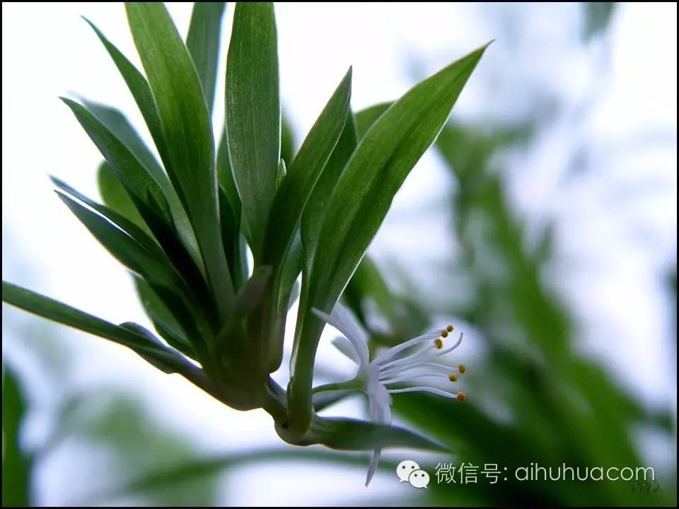 喜半阴的二十种植物
