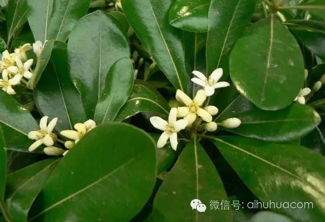 喜半阴的二十种植物