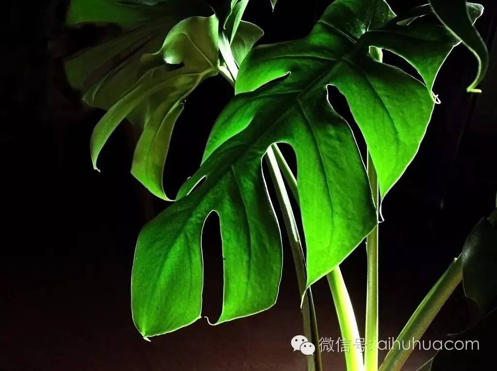 喜半阴的二十种植物