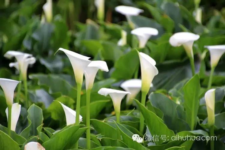 喜半阴的二十种植物
