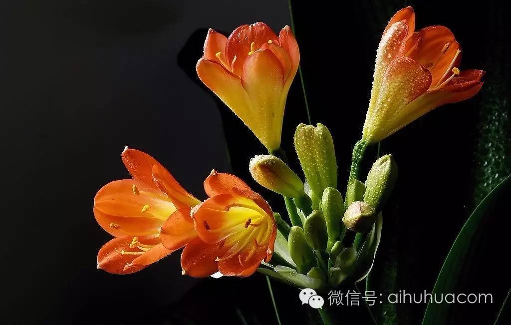 喜半阴的二十种植物