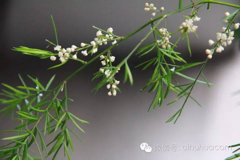 喜半阴的二十种植物