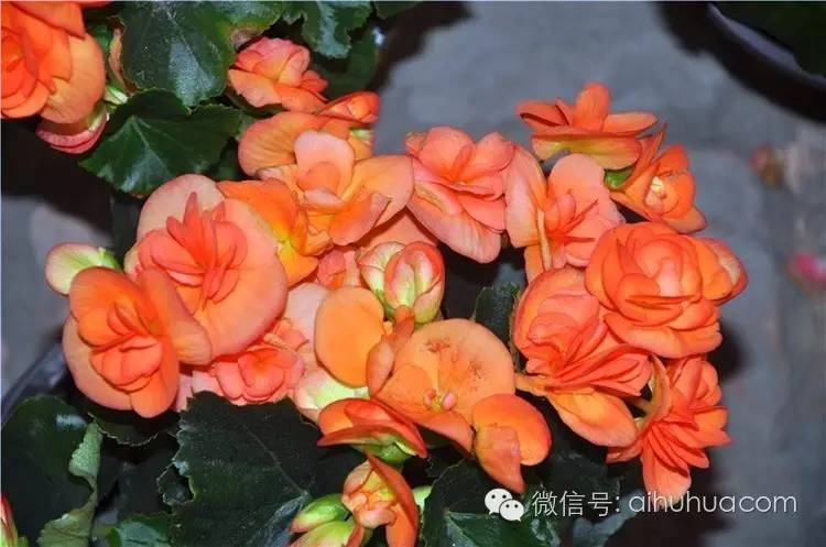 喜半阴的二十种植物