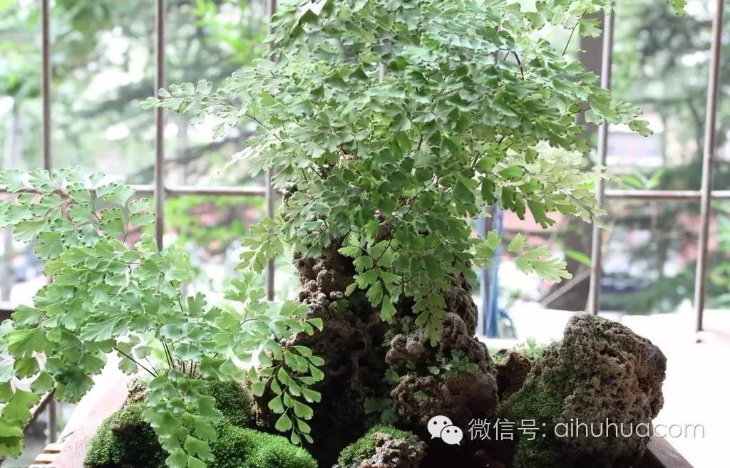 喜半阴的二十种植物