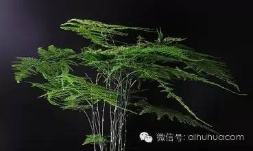 喜半阴的二十种植物