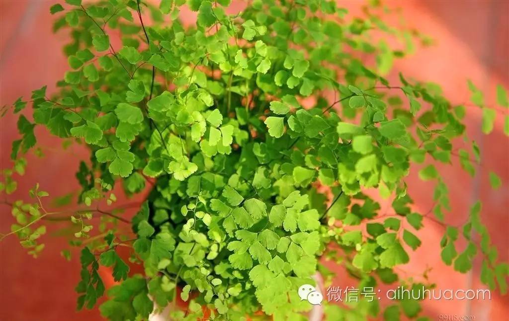 喜半阴的二十种植物