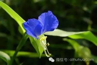 喜半阴的二十种植物