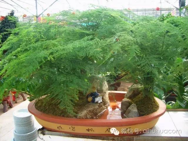 喜半阴的二十种植物