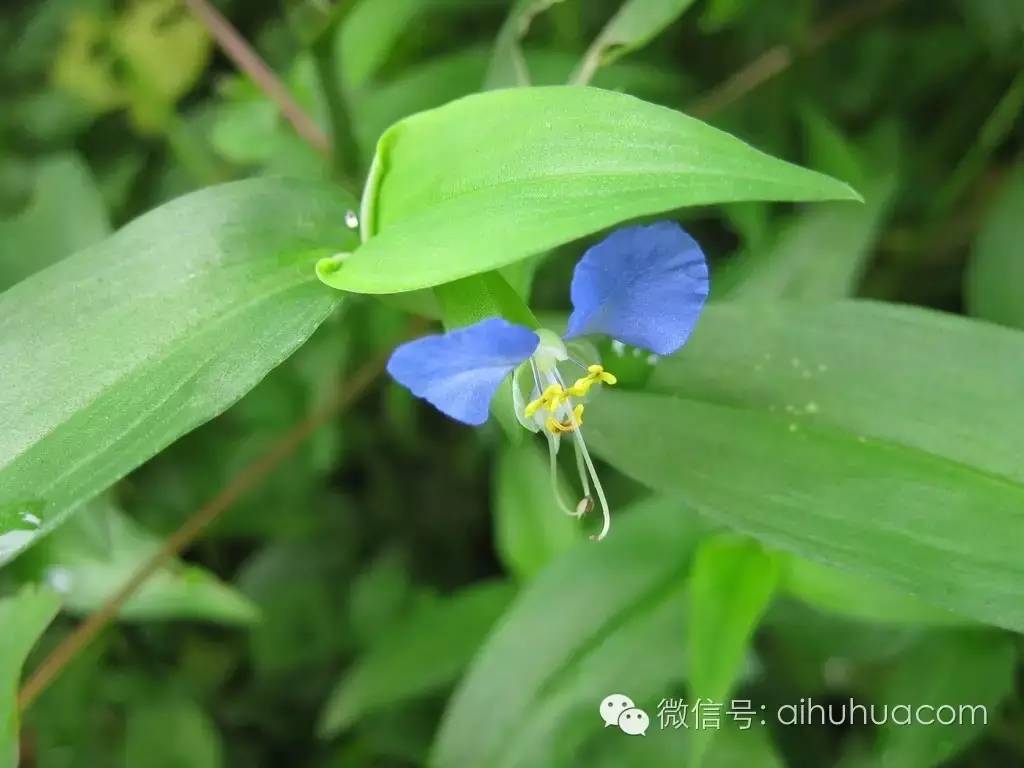 喜半阴的二十种植物