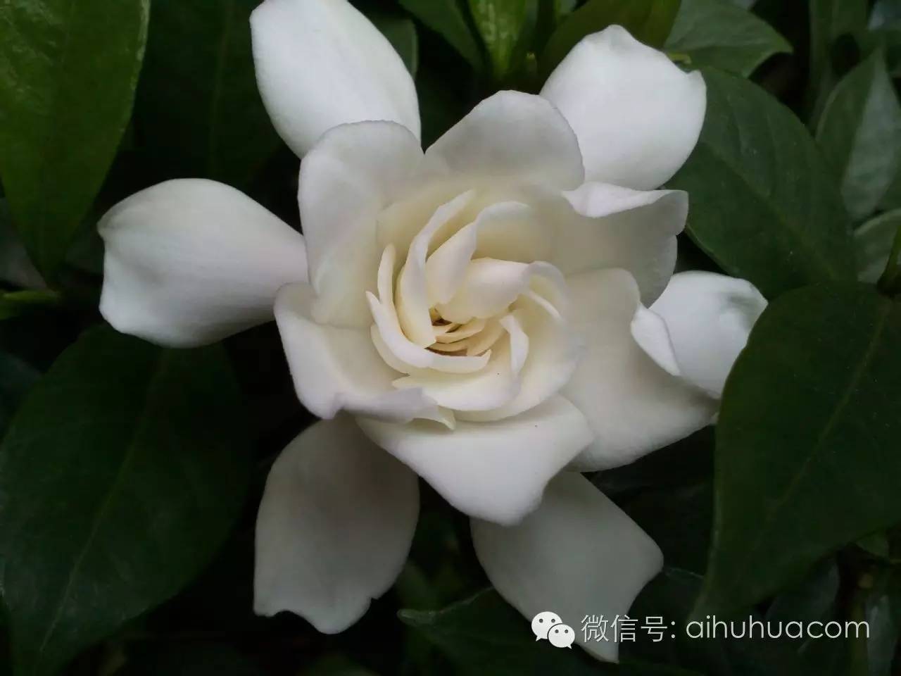 喜半阴的二十种植物
