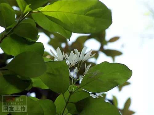 80种常见园林植物