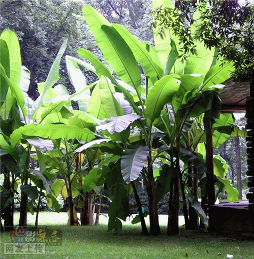 80种常见园林植物