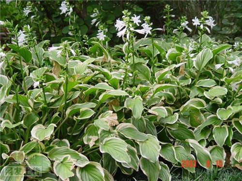 80种常见园林植物