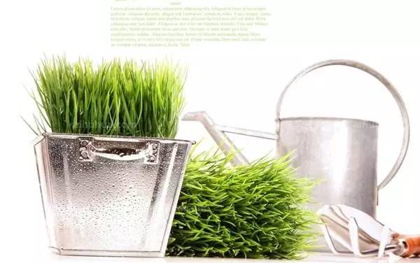 花卉种植如何浇水