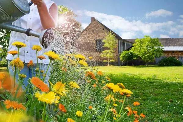 花卉种植如何浇水