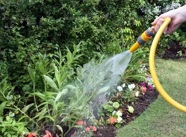 花卉种植如何浇水