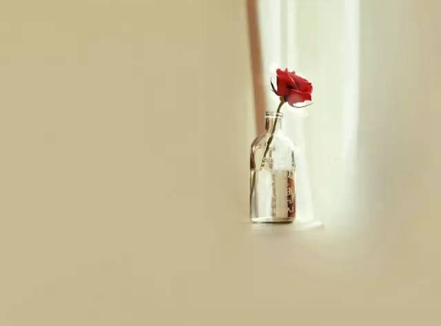 怎样让玫瑰花不枯萎