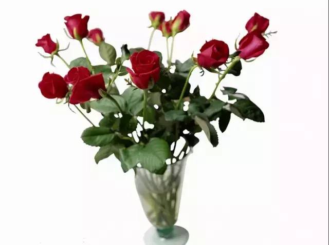 怎样让玫瑰花不枯萎