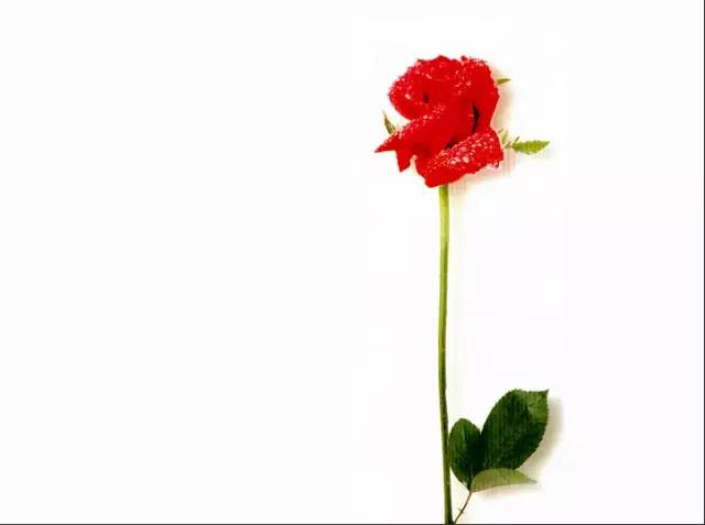 怎样让玫瑰花不枯萎