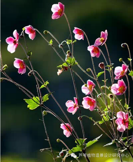 史上最给力的万能花历