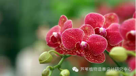 史上最给力的万能花历