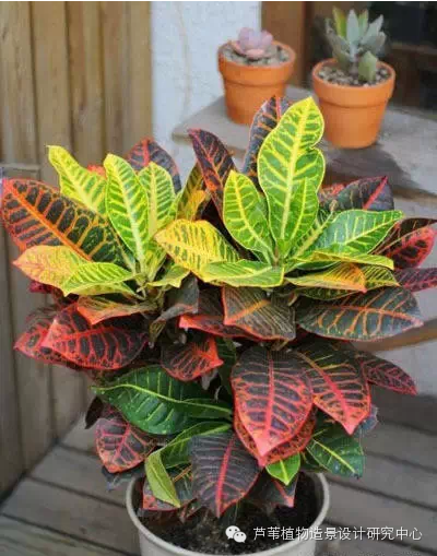 史上最给力的万能花历