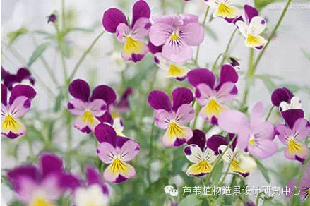 史上最给力的万能花历