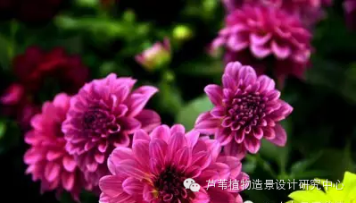 史上最给力的万能花历