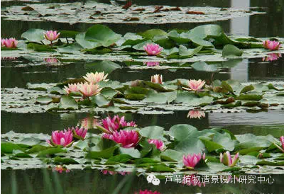 史上最给力的万能花历