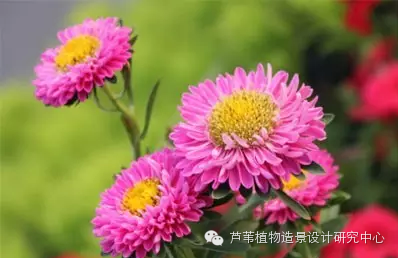 史上最给力的万能花历