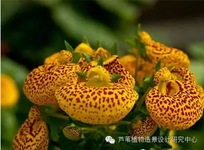 史上最给力的万能花历