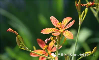 史上最给力的万能花历